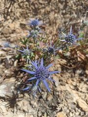 Eryngium dilatatum