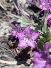 Cycladenia humilis