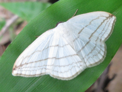 Ditrigona conflexaria