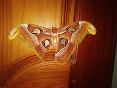 Attacus taprobanis