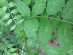 Zanthoxylum piperitum