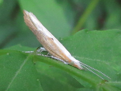 Ypsolopha blandella