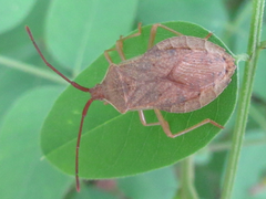 Homoeocerus dilatatus