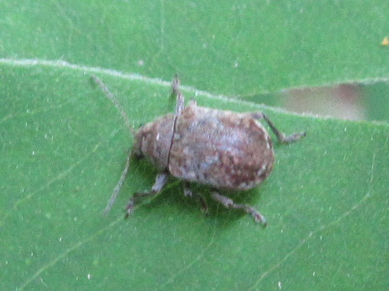 Demotina fasciata