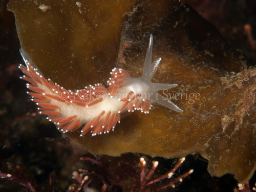 Red-fingered Coryphella