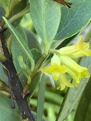 Wikstroemia
