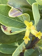 Wikstroemia
