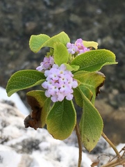 Lantana involucrata