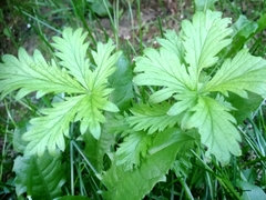 Potentilla intermedia