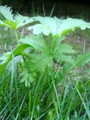 Potentilla intermedia