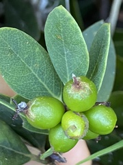 Wikstroemia