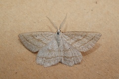 Perconia strigillaria