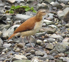 Furnarius leucopus cinnamomeus