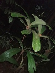 Pinanga