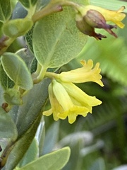 Wikstroemia