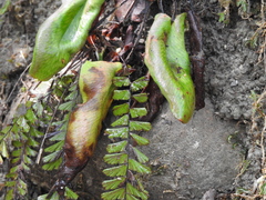 Mickelopteris cordata