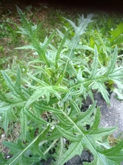 Cirsium vulgare