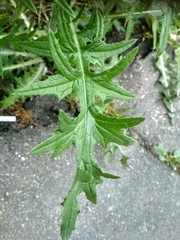 Cirsium vulgare