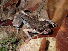 Leptobrachella gracilis