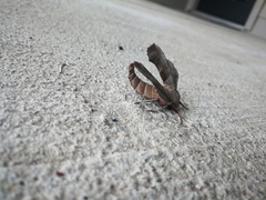 Smerinthinae