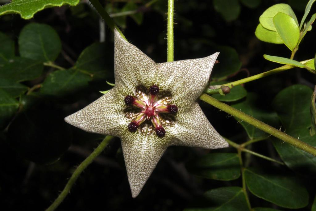 Dictyanthus
