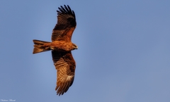 Milvus migrans