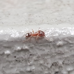 Pheidole megacephala