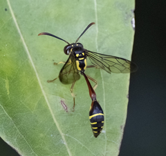Eustenogaster micans
