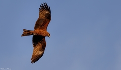 Milvus migrans