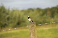 Motacilla alba