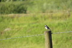 Motacilla alba