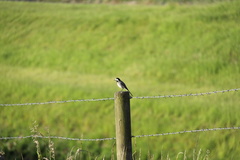 Motacilla alba