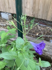 Ruellia occidentalis