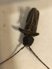 Trichoferus campestris