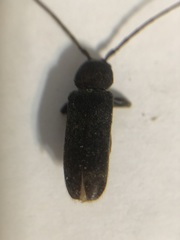 Trichoferus campestris