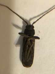 Trichoferus campestris