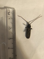 Trichoferus campestris