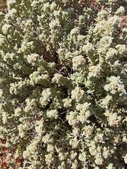 Teucrium vincentinum