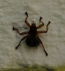 Crataerina pallida