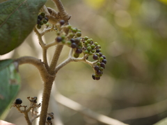 Callicarpa tomentosa