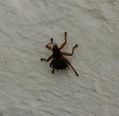 Crataerina pallida