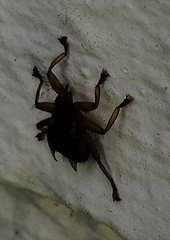 Crataerina pallida