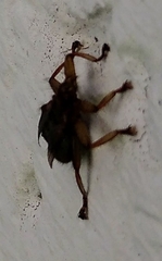 Crataerina pallida