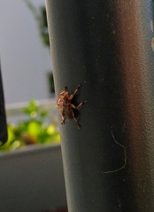 Crataerina pallida