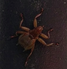 Crataerina pallida