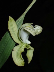 Claderia viridiflora