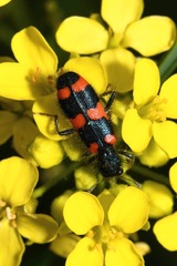 Trichodes favarius
