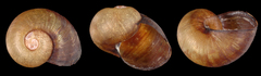 Paryphantopsis vanatinensis