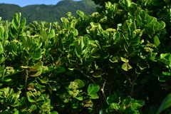 Gomphandra luzoniensis