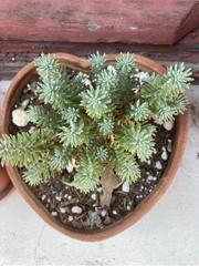 Sedum griseum